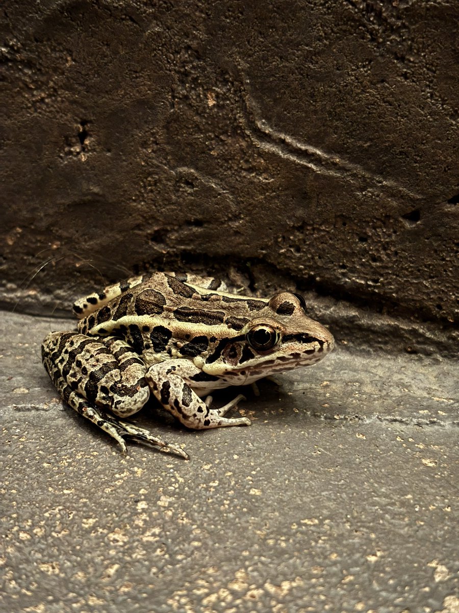 Found this fella out back last night before bed. Should’ve known it was a good sign. $link PA looking solid again frens.