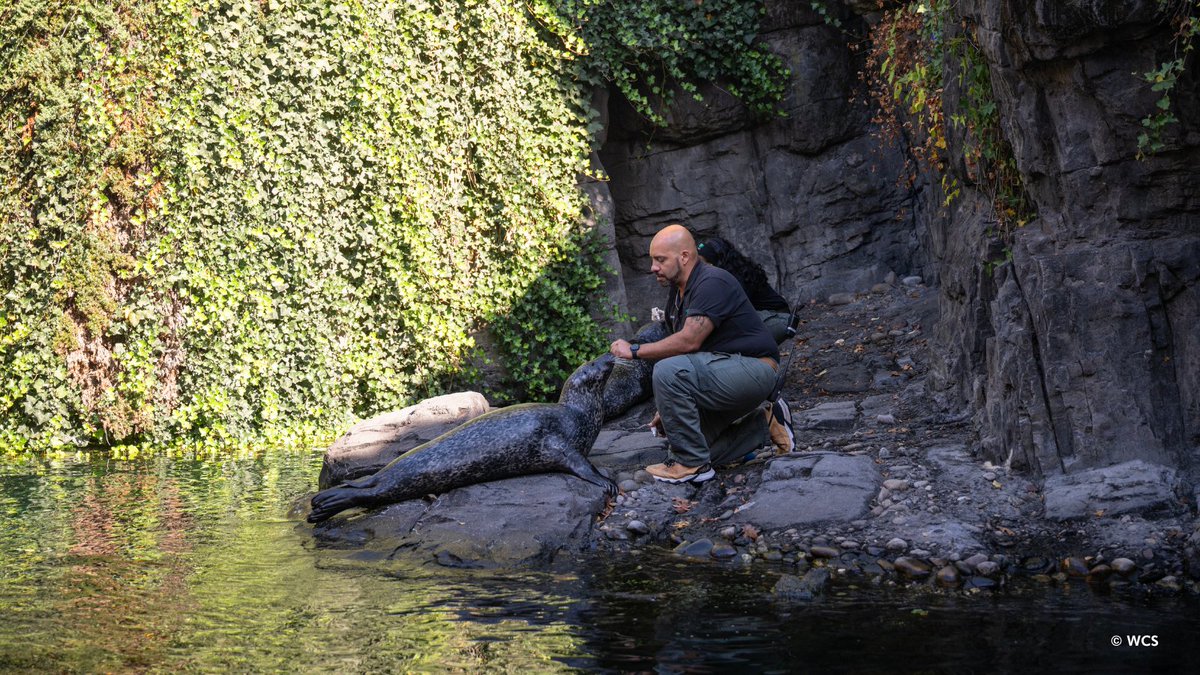 centralparkzoo's tweet image. Happy #NationalKeeperWeek to our amazing team of keepers at the Central Park Zoo!
When you see a zookeeper at the Central Park Zoo this week, make sure to say “thanks” for their hard work and dedication!