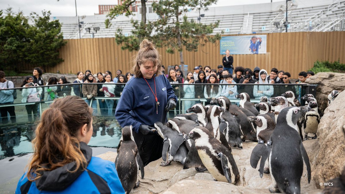 nyaquarium's tweet image. Happy #NationalKeeperWeek to our amazing team at the New York Aquarium!
When you see an aquarist, trainer, or keeper at the New York Aquarium this week, make sure to say “thanks” for their hard work and dedication!