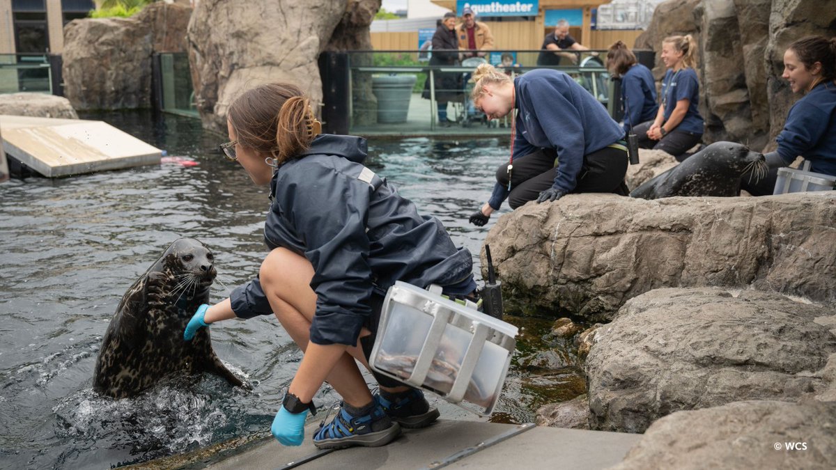 nyaquarium's tweet image. Happy #NationalKeeperWeek to our amazing team at the New York Aquarium!
When you see an aquarist, trainer, or keeper at the New York Aquarium this week, make sure to say “thanks” for their hard work and dedication!
