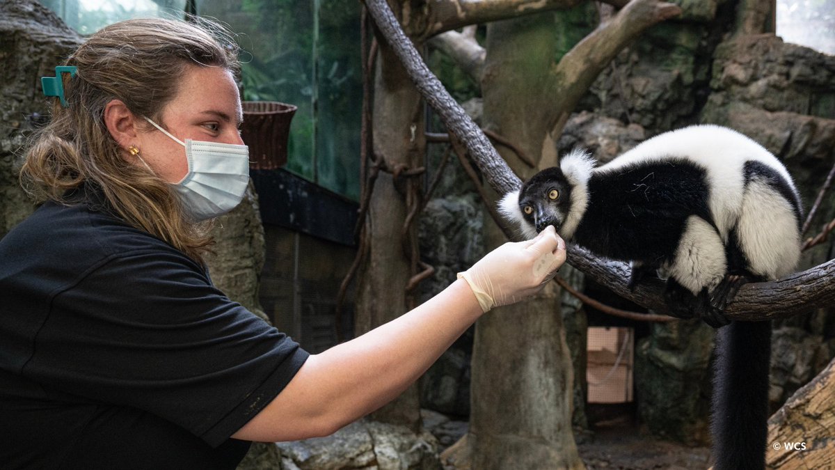centralparkzoo's tweet image. Happy #NationalKeeperWeek to our amazing team of keepers at the Central Park Zoo!
When you see a zookeeper at the Central Park Zoo this week, make sure to say “thanks” for their hard work and dedication!