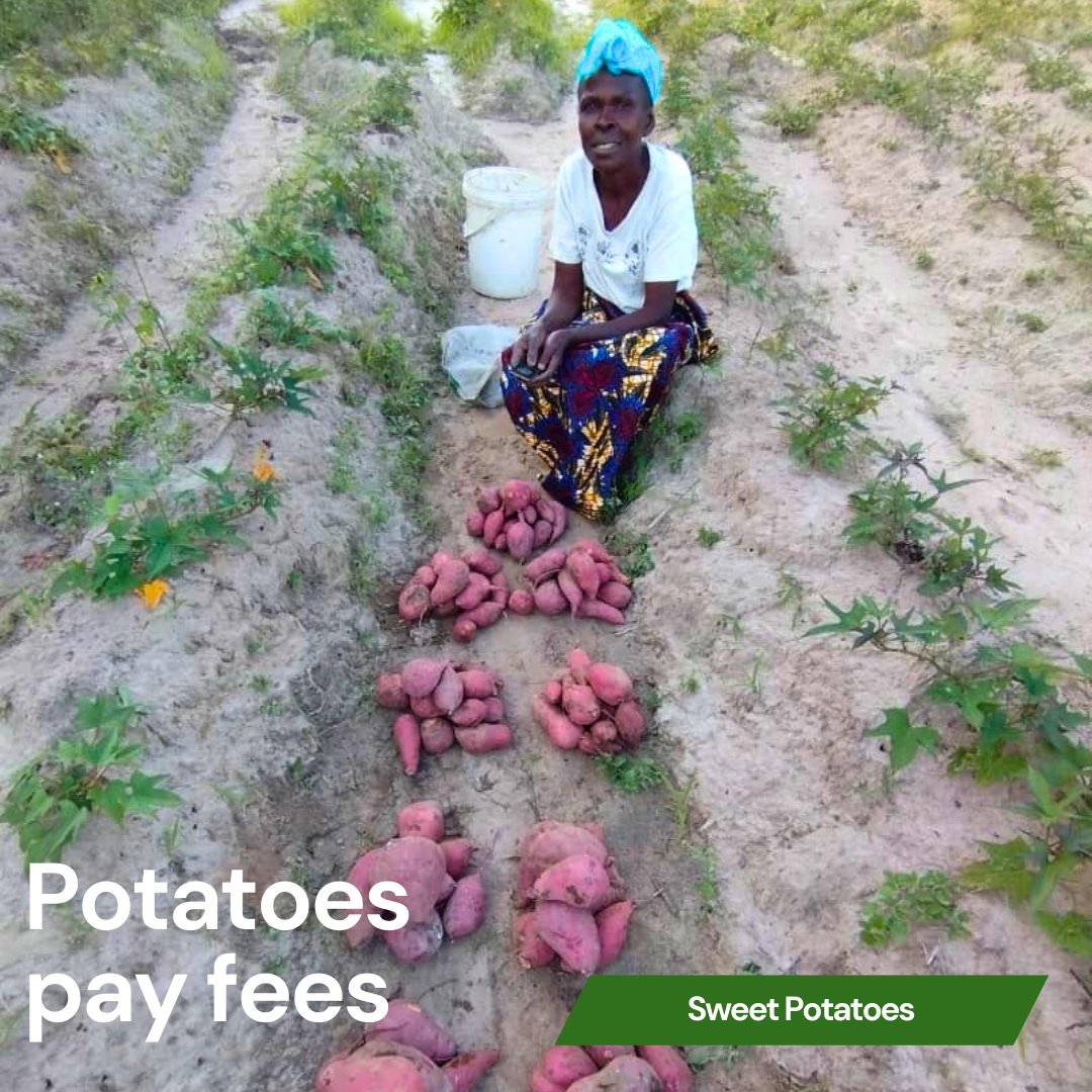 Susan is a farmer on our orange-fleshed sweet potato project. She sells some of the crop to fund school fees for 2 of her sons at secondary school. She said, "I want to boost my yield &amp; teach my neighbours new recipes spreading knowledge and food security."

#Malawi #Development