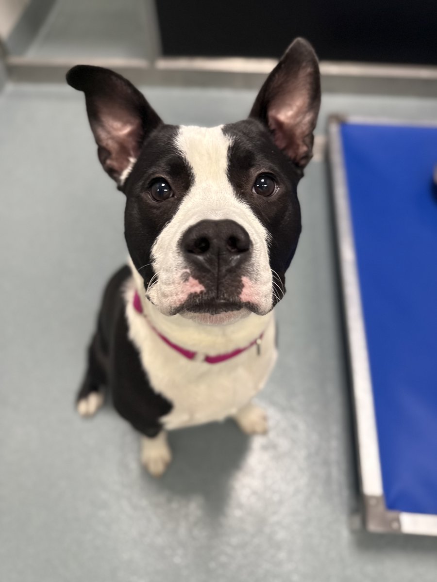 YourSPCA's tweet image. We’re proud to partner with the FAM: Firefighter Arno Memorial Foundation to support our local heroes! Through the FAM First Responder Subsidy, active first responders may qualify for up to $500 toward a pet adoption at the SPCA. Learn more: famgives.org/petadoption.