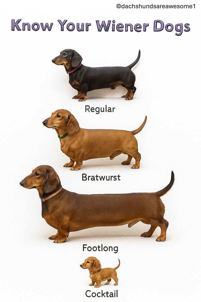Dachshund (@daschundlovers2) on Twitter photo 