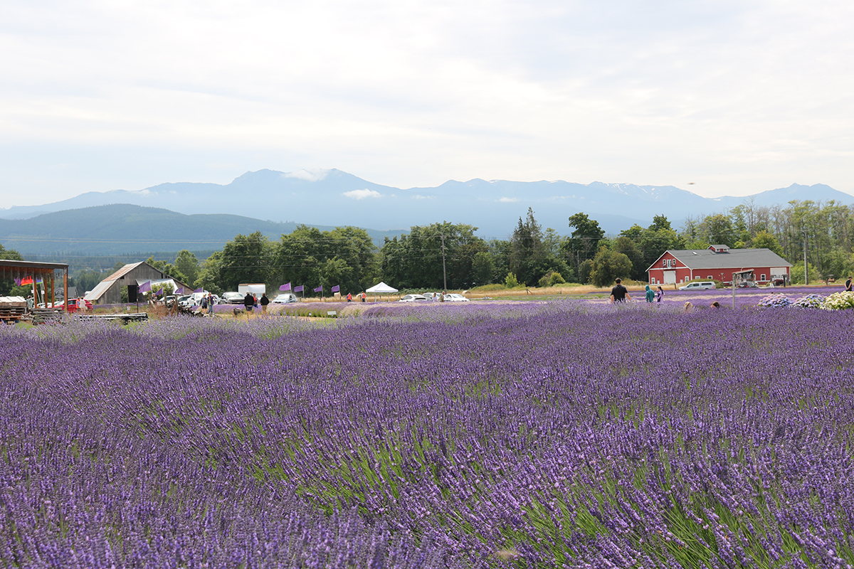 #Sequim Lavender Weekend continues through today.  Iconic lavender farms, Lavender Festival in Park, the Farmers &amp; Artisans Market, live theatre, and small town fun await you in Sunny Sequim! visitsunnysequim.com/323/2025-Sequi…