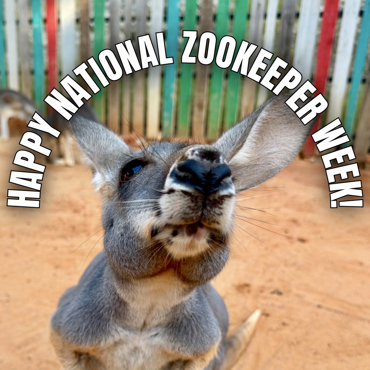 SanAntonioZoo's tweet image. Happy National Zookeeper week!
Join us in thanking our incredible animal care team for their hard work, passion, and dedication every single day. Stay tuned as we spotlight each department throughout the week!