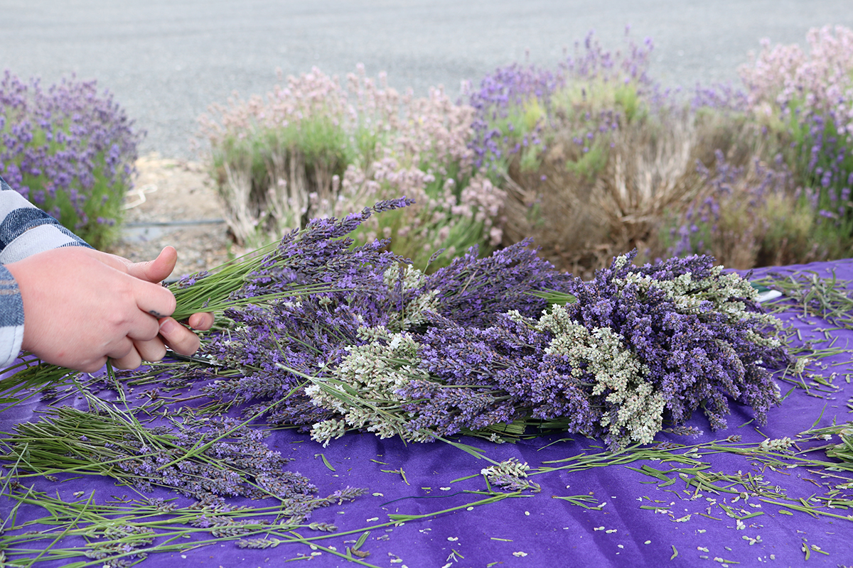 VisitSequim's tweet image. #Sequim Lavender Weekend continues through today.  Iconic lavender farms, Lavender Festival in Park, the Farmers &amp;amp; Artisans Market, live theatre, and small town fun await you in Sunny Sequim! ow.ly/9c2f50Ws92m