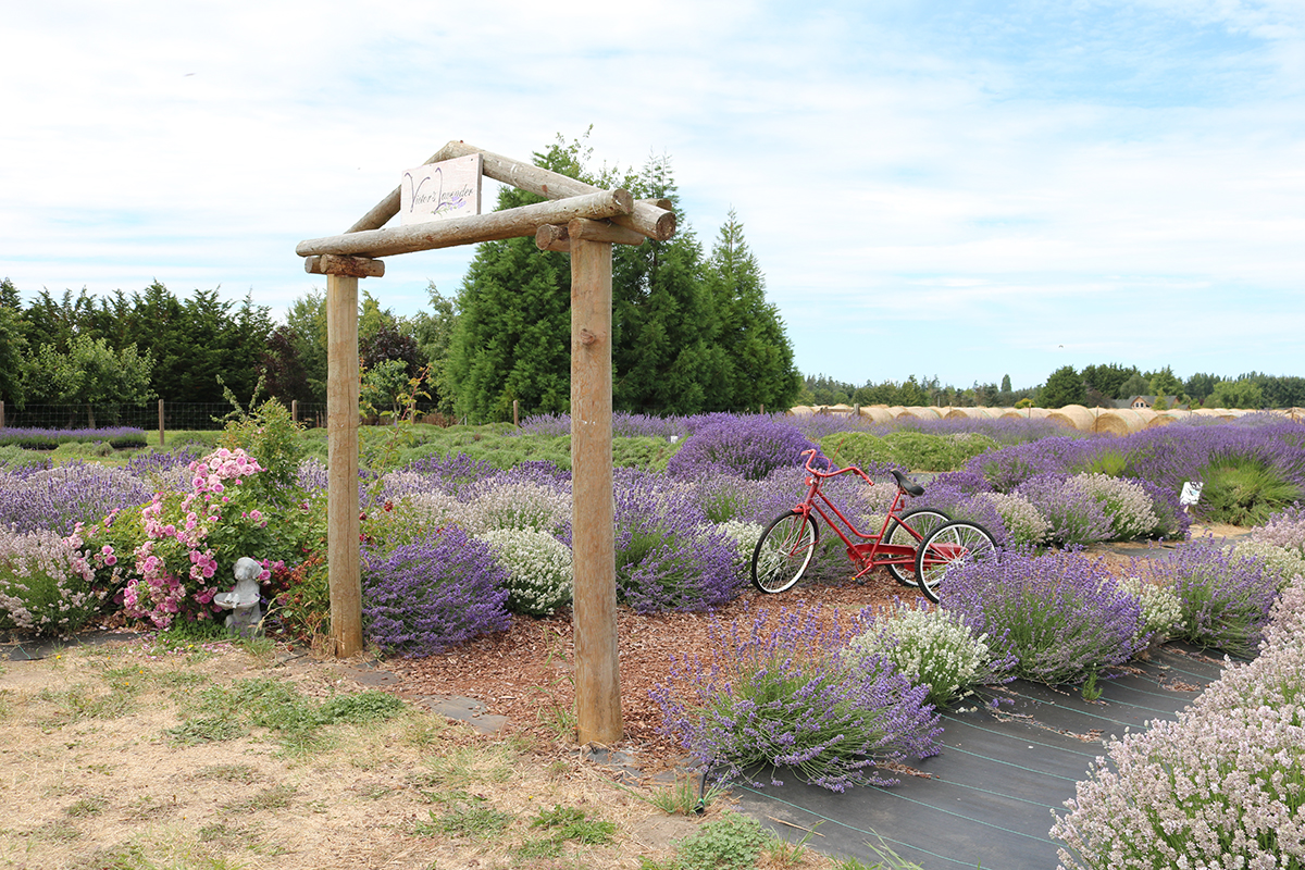 VisitSequim's tweet image. #Sequim Lavender Weekend continues through today.  Iconic lavender farms, Lavender Festival in Park, the Farmers &amp;amp; Artisans Market, live theatre, and small town fun await you in Sunny Sequim! ow.ly/9c2f50Ws92m