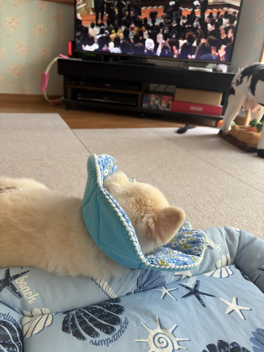 klee_litt's tweet image. 🪷今日の蓮ちゃん🪷

探偵ナイトスクープは面白いなぁ…（再放送）