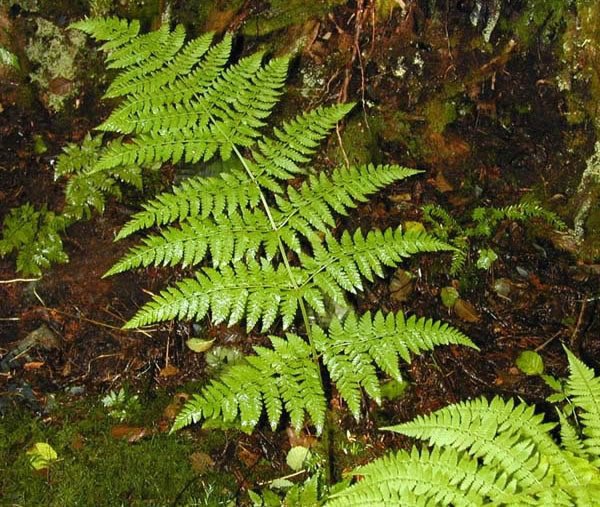 Why are there no noise about Fern because the health benefits are crazy🤯

A superfood?? 🤔