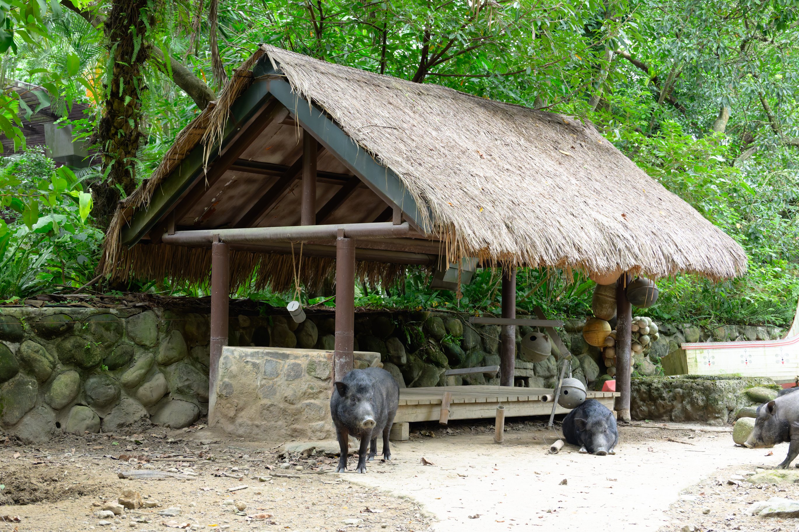 台湾 発 猪頭皮 我家是〓人院 台湾人不是被〓大的！？ 台湾 発 猪頭皮 我家是〓人院 台湾人不是被〓大的！？ - メルカリ