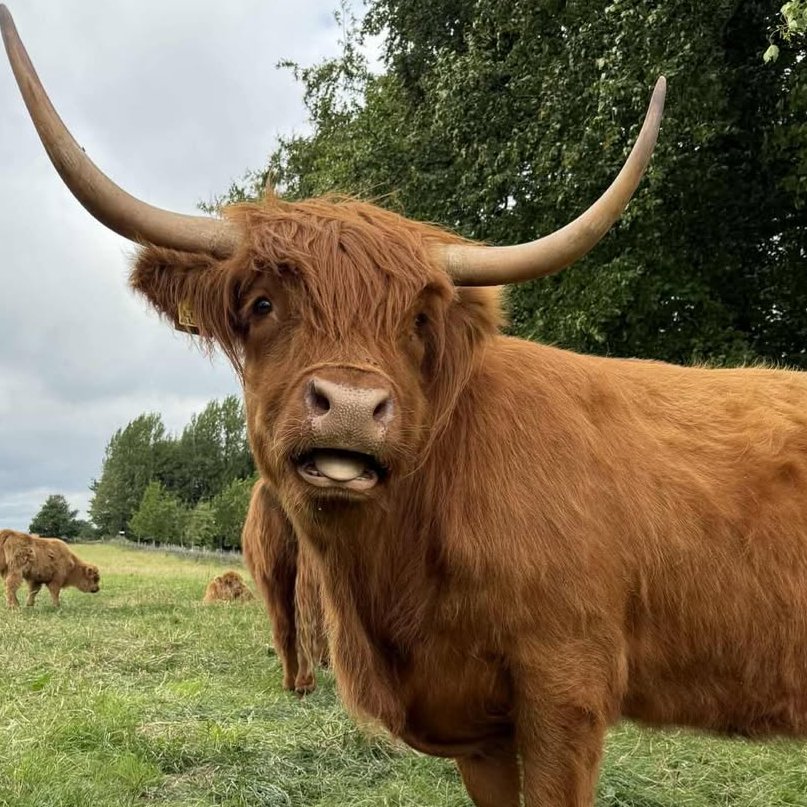 CowoftheDay1's tweet image. ๐
22nd July 2025
๐ฎ Lily Alice
๐ท๏ธ Instagram/highlandcowsofthepeak
๐#animaloftheday