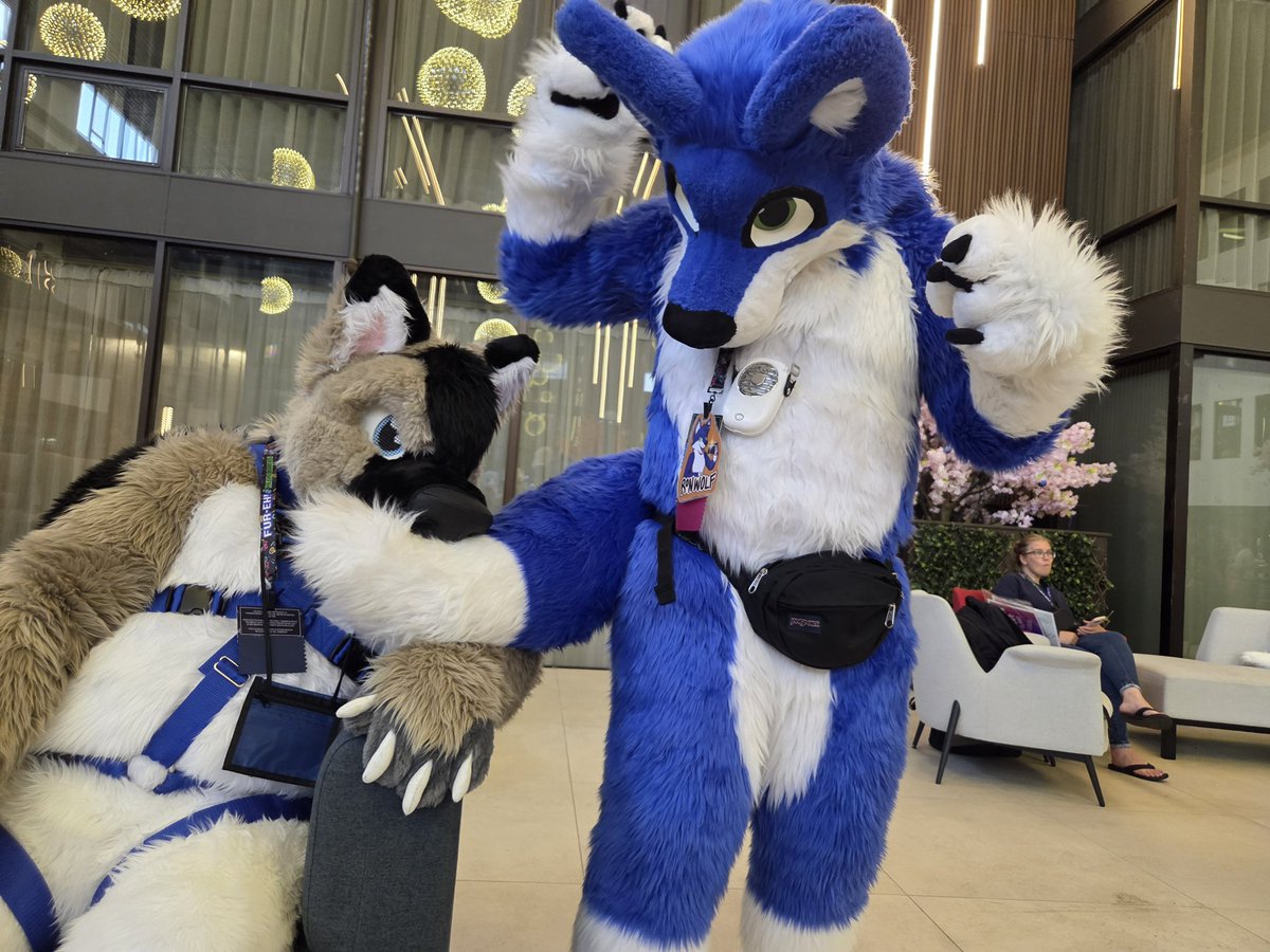 Kuma / Kawi / Ranger ๐จ๐ฆ๐ถ (@ni_shep) on Twitter photo Happy Birthday <a href="/RonWolfBlue/">Ron Wolf ๐ณ๏ธโ๐๐จ๐ฆ was@Fureh25</a> ! Iโll help celebrate by mawing on your tail here :)
๐: <a href="/fureh/">Fur-Eh!</a> #fureh2025
๐ชก: <a href="/SewingStuffs/">SewingStuffs ๐จ๐ฆ๐</a> / Laddie
#Furry #GShep #BlueWolf #Wolf Happy Birthday <a href="/RonWolfBlue/">Ron Wolf ๐ณ๏ธโ๐๐จ๐ฆ was@Fureh25</a> ! Iโll help celebrate by mawing on your tail here :)
๐: <a href="/fureh/">Fur-Eh!</a> #fureh2025
๐ชก: <a href="/SewingStuffs/">SewingStuffs ๐จ๐ฆ๐</a> / Laddie
#Furry #GShep #BlueWolf #Wolf