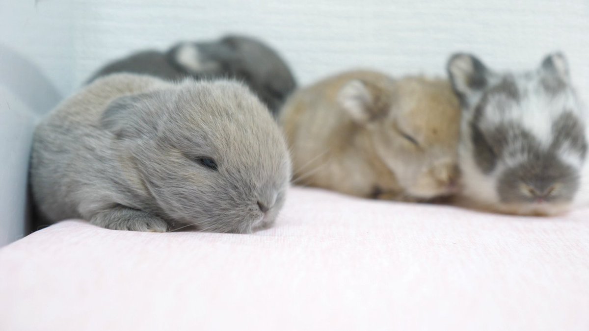 UsagimuraCh's tweet image. 新米ママが初めて産んでくれた四つ子赤ちゃん

youtu.be/nYnpGK3Wfg4