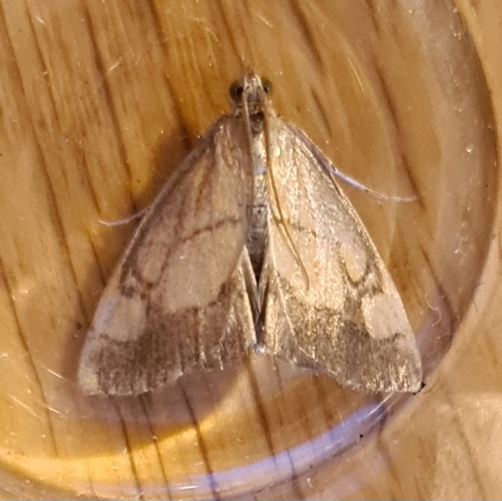 Jeremy Lindsell tweet media