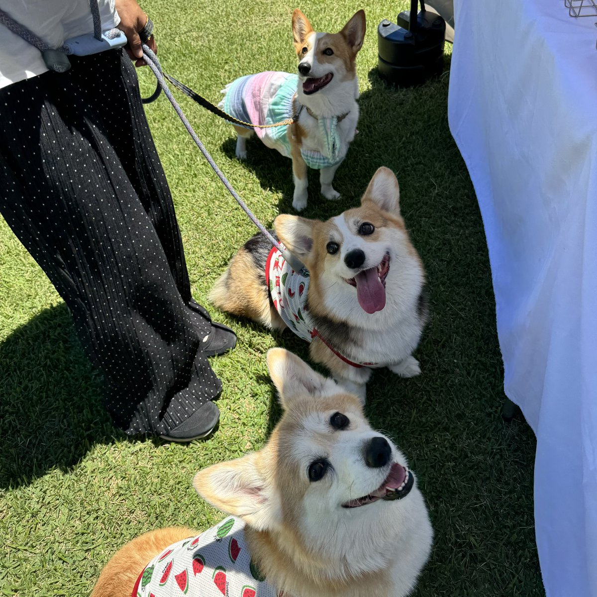 elmoelmodog's tweet image. あのね、今日ね、
「小柄なコーギーさん達ですね」って、3ワン言われたワンよ😂
エルモ・ギズモ・笑心っ🎵こ・が・ら
#コーギー
#コーギーのいる暮らし
#むしろデカい
