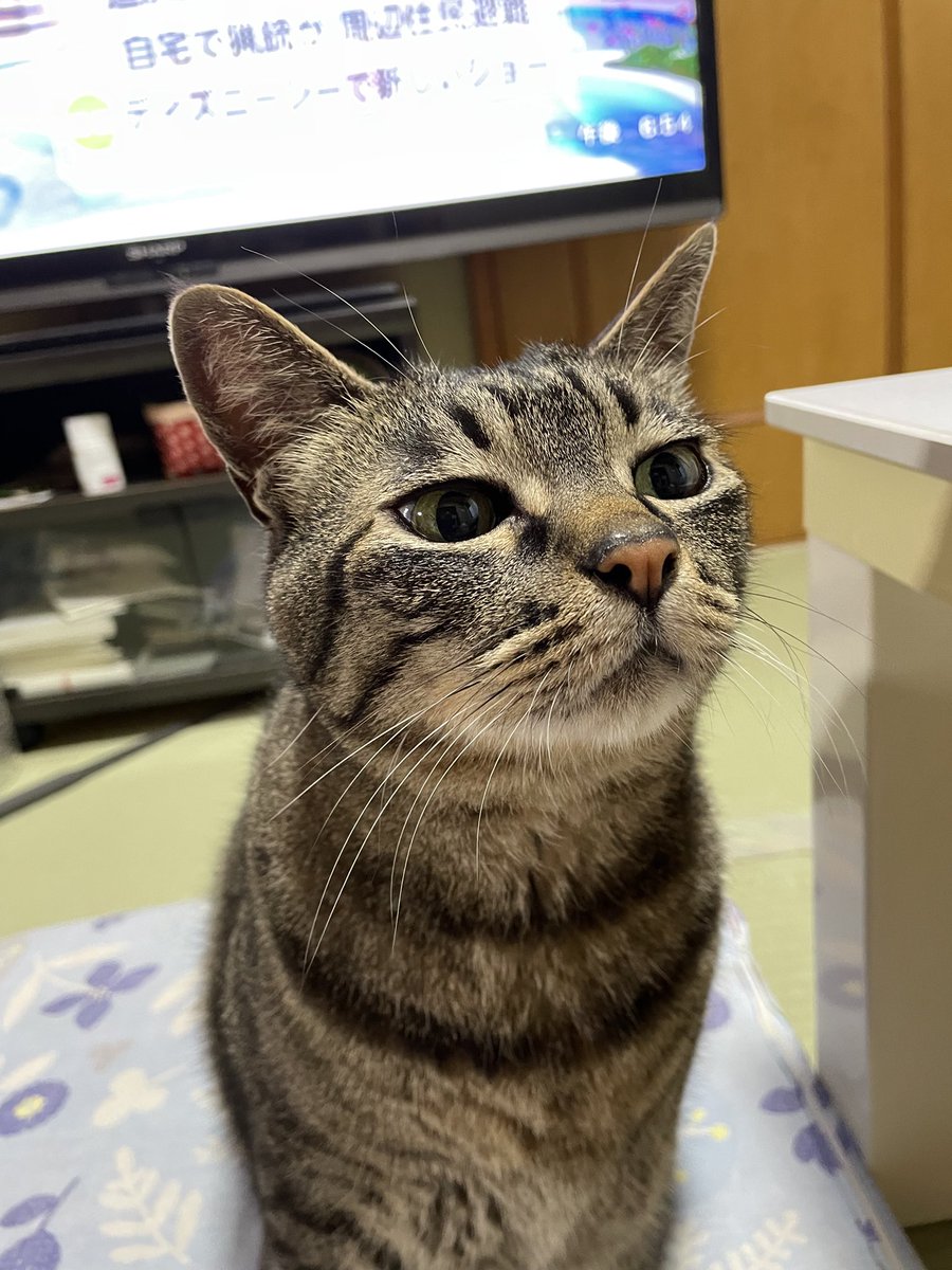 おとんの夕飯を羨ましそうに見つめるなすび

なんか子猫に見える🧐