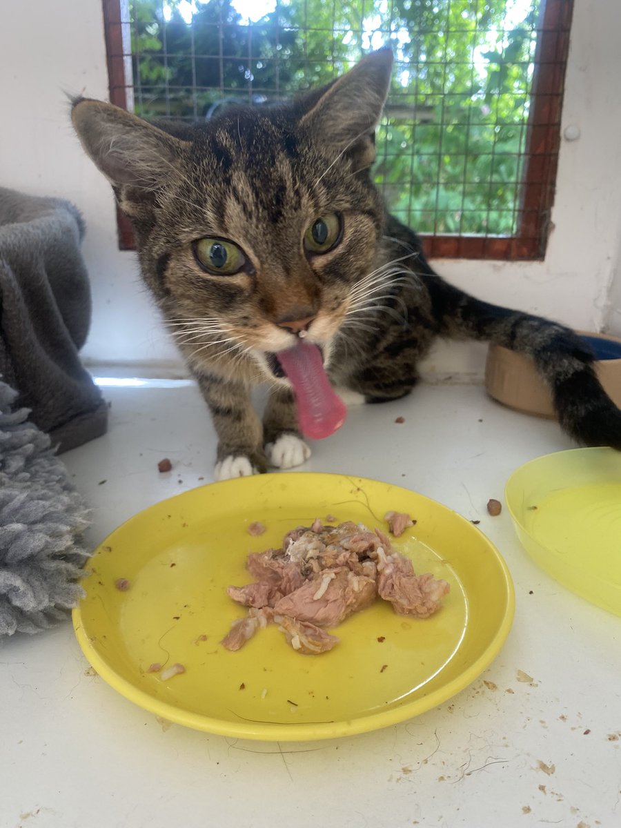 karen_flynn's tweet image. Pumpkin is with me
She is on palliative care 😿
But she loved the Applaws fishy food