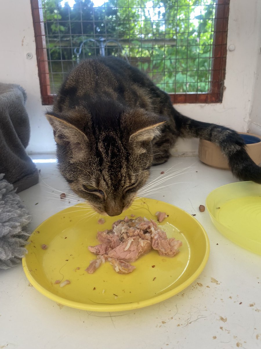 karen_flynn's tweet image. Pumpkin is with me
She is on palliative care 😿
But she loved the Applaws fishy food