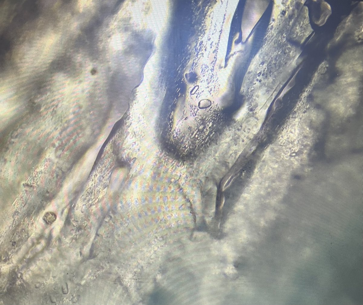 Denise Ralph (MIScT RSciTech) WH Tech (@whtech) on Twitter photo Some more digital microscope images π¬<a href="/SLSSelectEd/">SLS Select Education</a> <a href="/Philip_HarrisUK/">Philip Harris</a> <a href="/TECHOGNITIONUK/">#TECHOGNITION</a> <a href="/BrecklandSci/">Breckland Scientific</a> <a href="/Better_Equipped/">Better Equipped Educational Supplies Ltd.</a> <a href="/STEMAmbassadors/">STEM Ambassadors</a> <a href="/MossSafari/">Moss Safari</a> Some more digital microscope images π¬<a href="/SLSSelectEd/">SLS Select Education</a> <a href="/Philip_HarrisUK/">Philip Harris</a> <a href="/TECHOGNITIONUK/">#TECHOGNITION</a> <a href="/BrecklandSci/">Breckland Scientific</a> <a href="/Better_Equipped/">Better Equipped Educational Supplies Ltd.</a> <a href="/STEMAmbassadors/">STEM Ambassadors</a> <a href="/MossSafari/">Moss Safari</a>