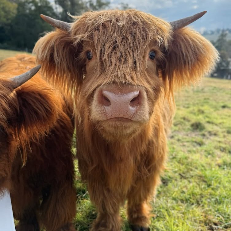 CowoftheDay1's tweet image. ๐
24th July 2025
๐ฎ George
๐ท๏ธ Instagram/our.dream.build
๐#animaloftheday