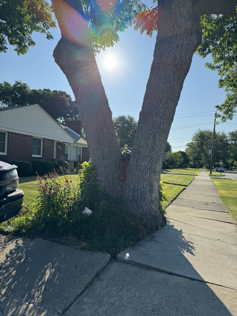 MidwstGnar's tweet image. was walking dogs yesterday and got jumpscared by this lil goober. i couldn’t tell if it was real for a good minute.