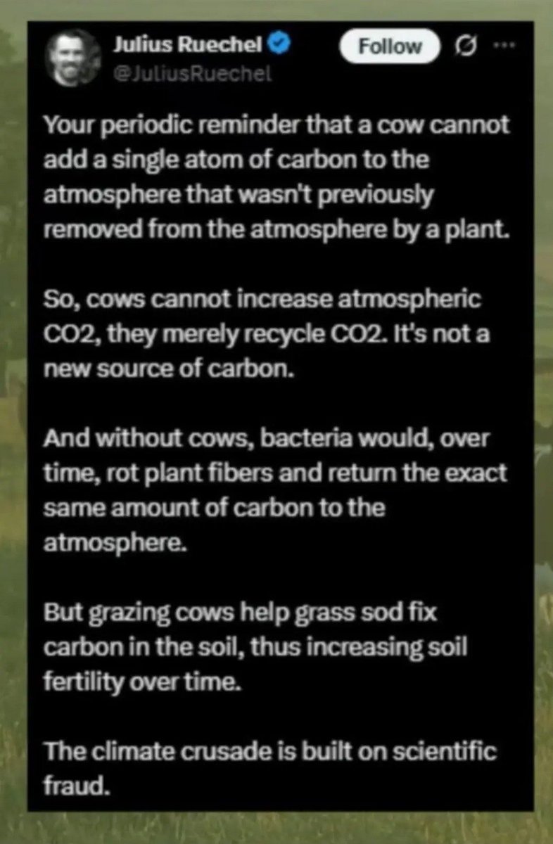 Moooo.