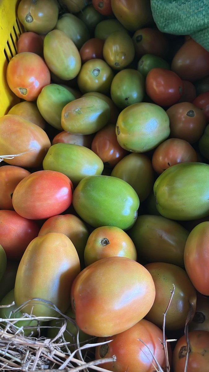 Michael Onyango tweet media