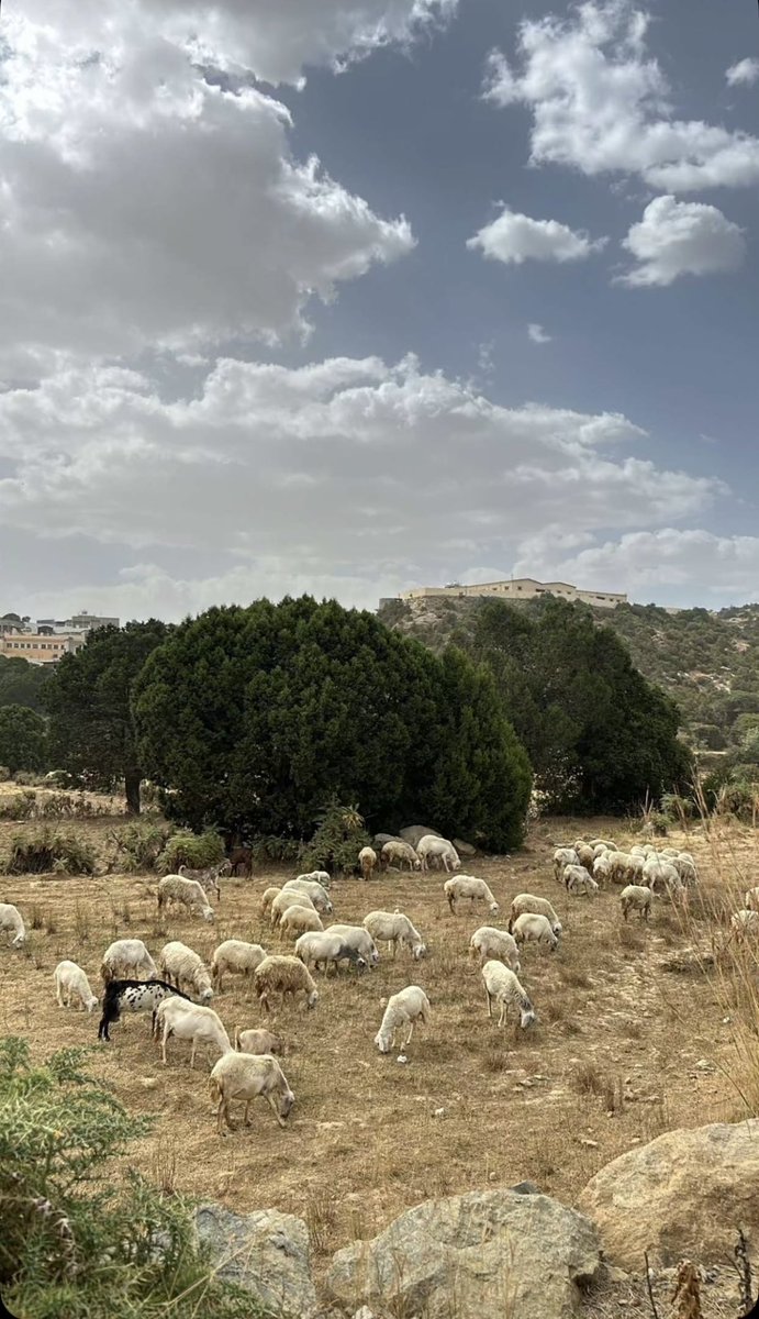 مساء الخير من النماص ❄️