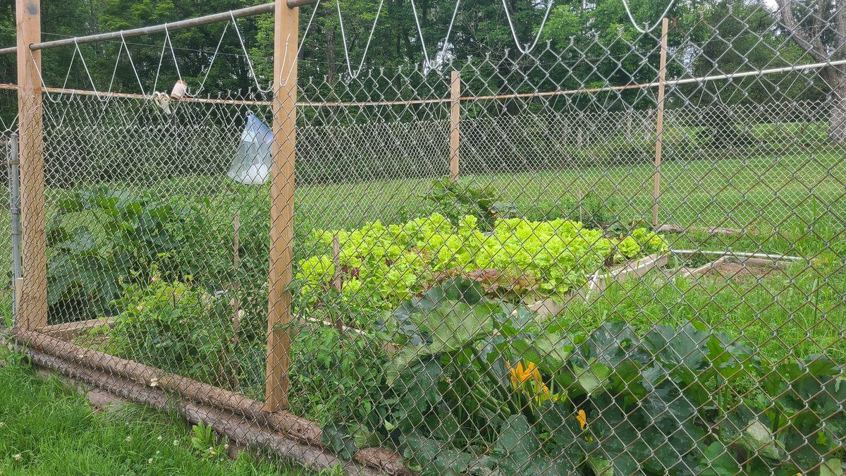CymaticJoule's tweet image. Out at the farm. Husband is battling Japanese Beetles in our baby orchard, and mowing the property. The dogs and I are watching the vegetable garden grow, and touching grass.