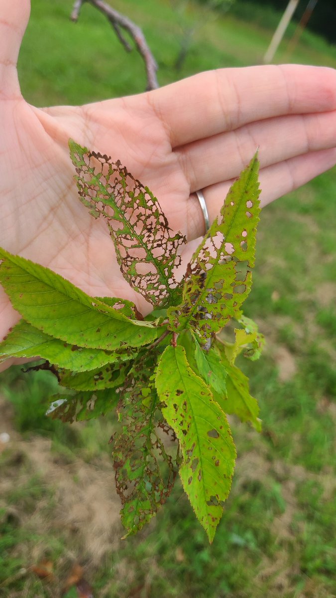 CymaticJoule's tweet image. Out at the farm. Husband is battling Japanese Beetles in our baby orchard, and mowing the property. The dogs and I are watching the vegetable garden grow, and touching grass.