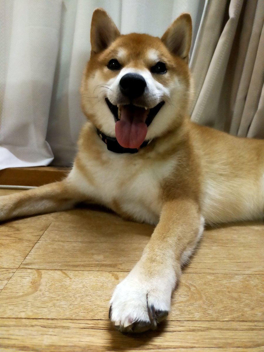 わんわんファーストでお願いします🎵
