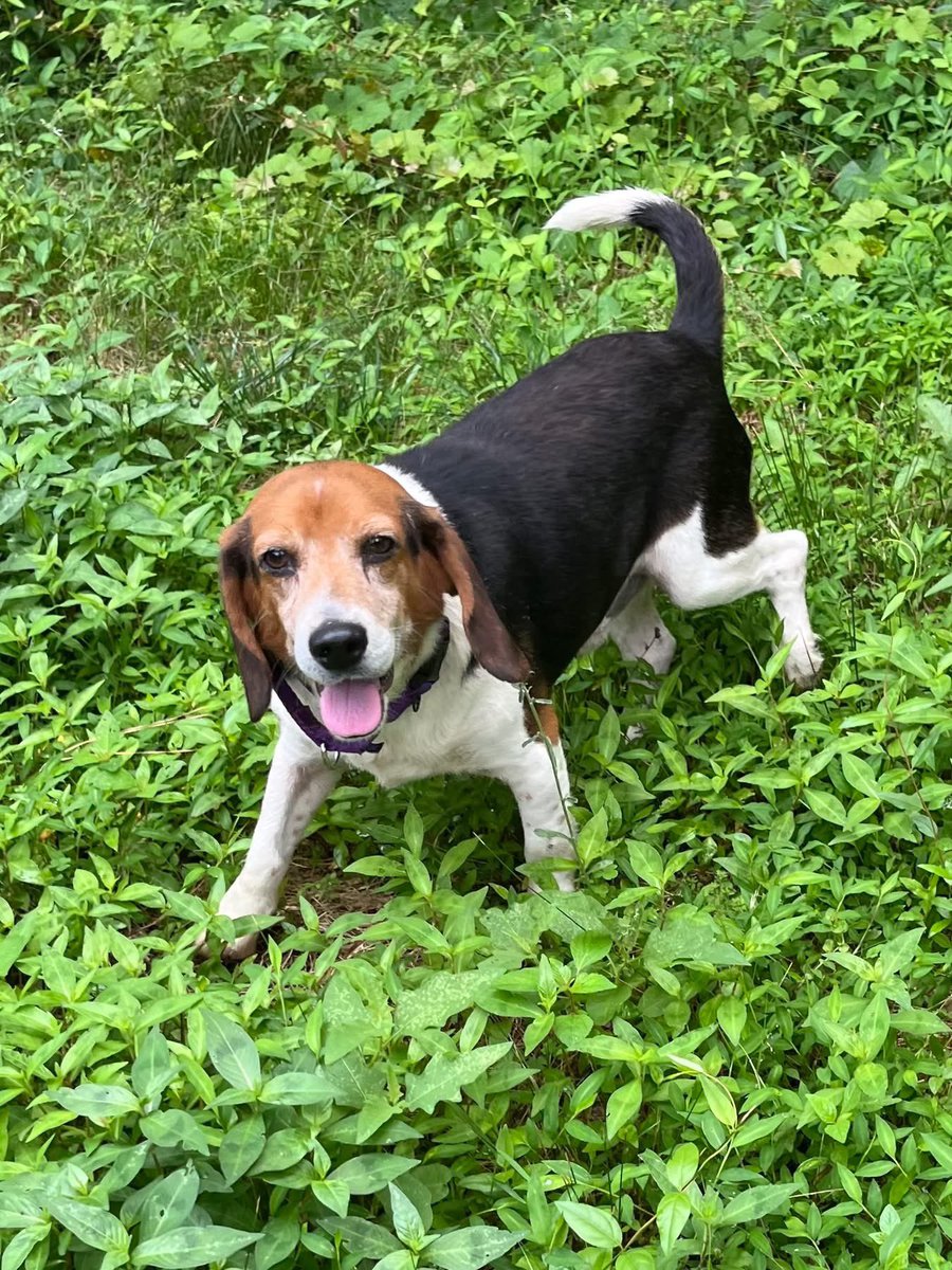 TriBeagles's tweet image. Adoptable beagle of the day-WILLIE! youtube.com/watch?v=BoPqvN…