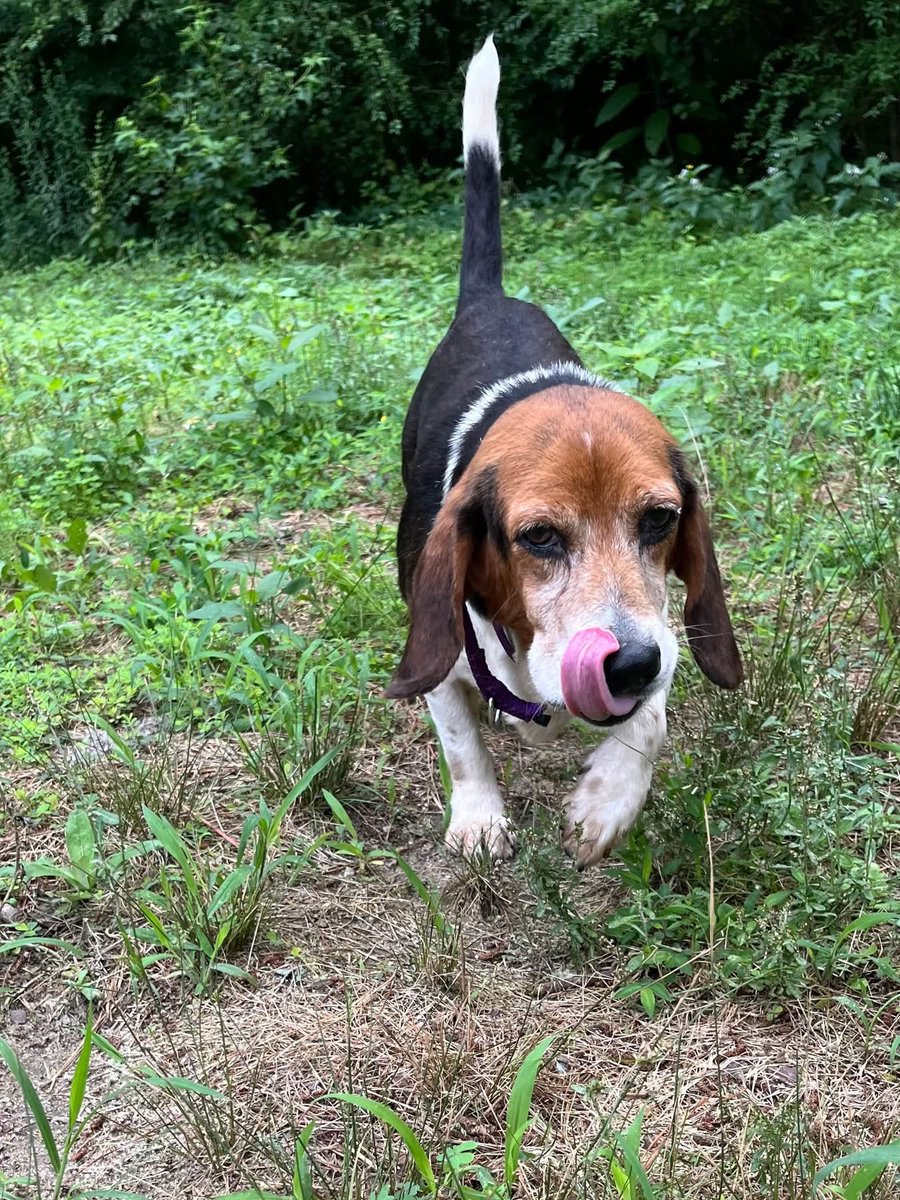 TriBeagles's tweet image. Adoptable beagle of the day-WILLIE! youtube.com/watch?v=BoPqvN…