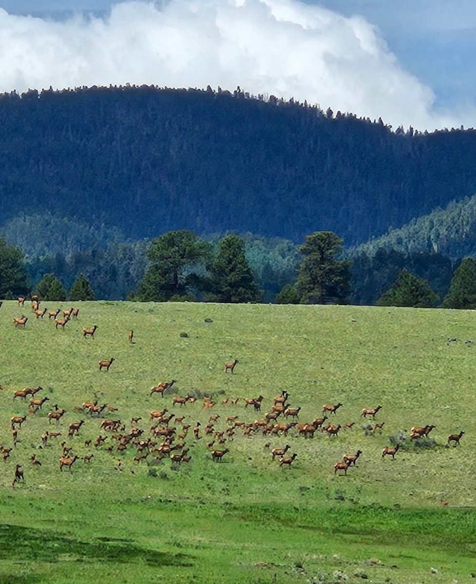 BirminghamRay's tweet image. Elk running in Northern New Mexico