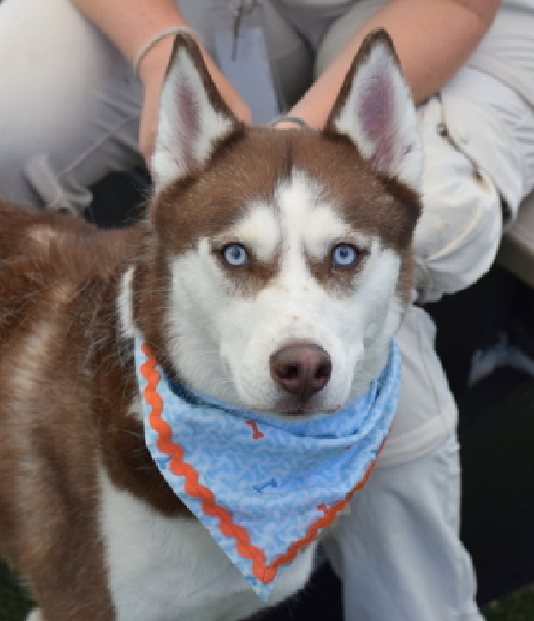 Saige😰
New Intake #NYCACC 
nycacc.app/#/browse/231155 
#RescueOnly #FosterMe #Pledge4Rescue 

Poor Saige 
Well trained, great notes 
Petrified at ACC, afraid to leave her cage; pancakes on return to it 
Someone tried to pick her up &amp; snapped in warning 
#HuskyLovers #Foster ASAP