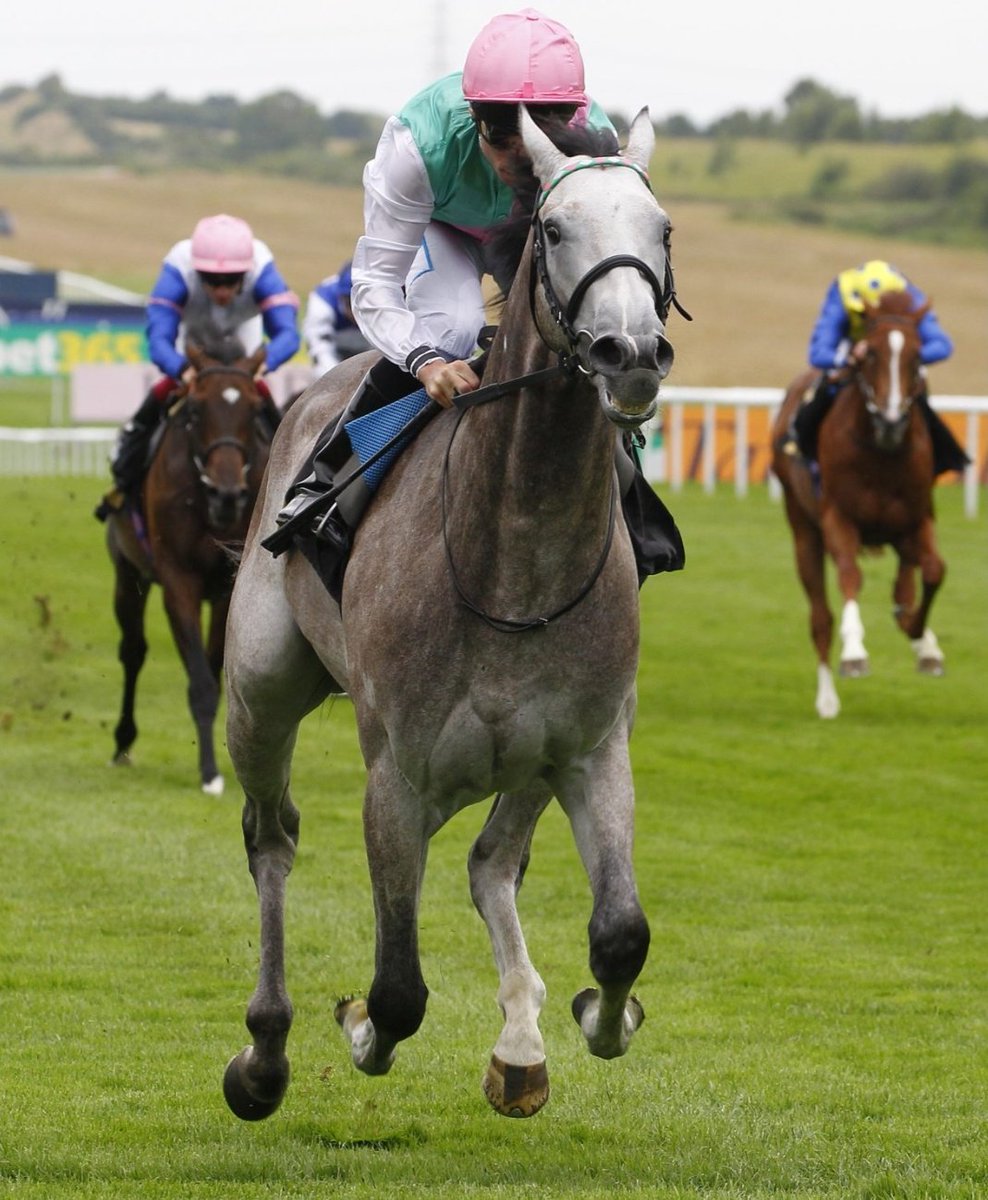 racingblogger's tweet image. ‼️ DECISION MADE ALREADY ⁉️
• Field of Gold is a big drifter for the Juddmonte International at York.
• He's out to 11/4 on the sports books and 9/2 on the machine as we speak.
• Delacroix is as short as 2/1 with some firms as we speak with Ombudsman at 3/1.
