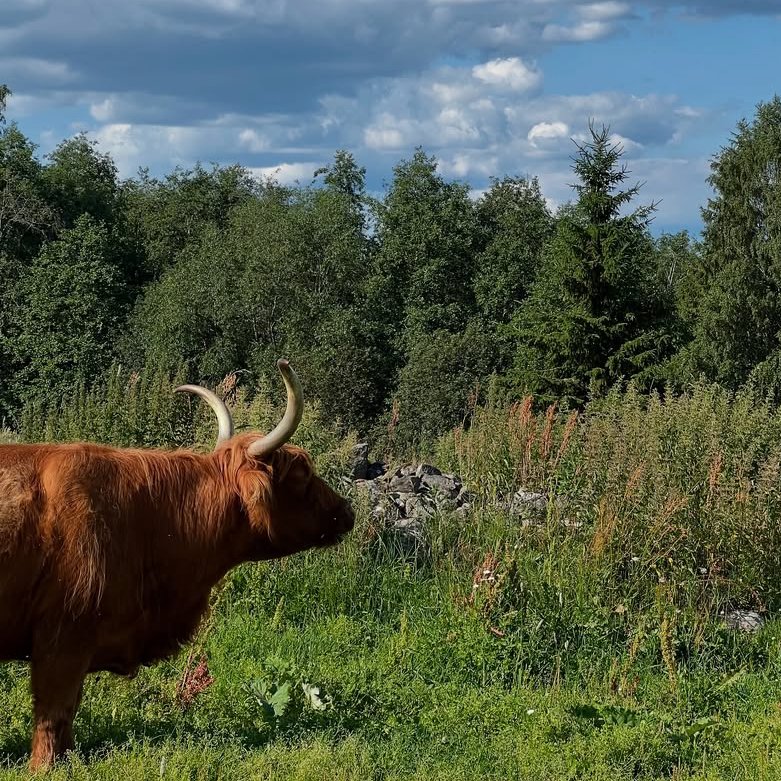 CowoftheDay1's tweet image. ๐
25th July 2025
๐ท๏ธ Instagram/highlandcattleofsaarela
๐#animaloftheday