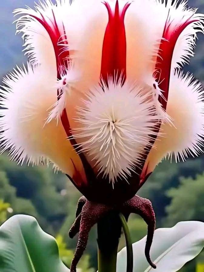 🍃🍃