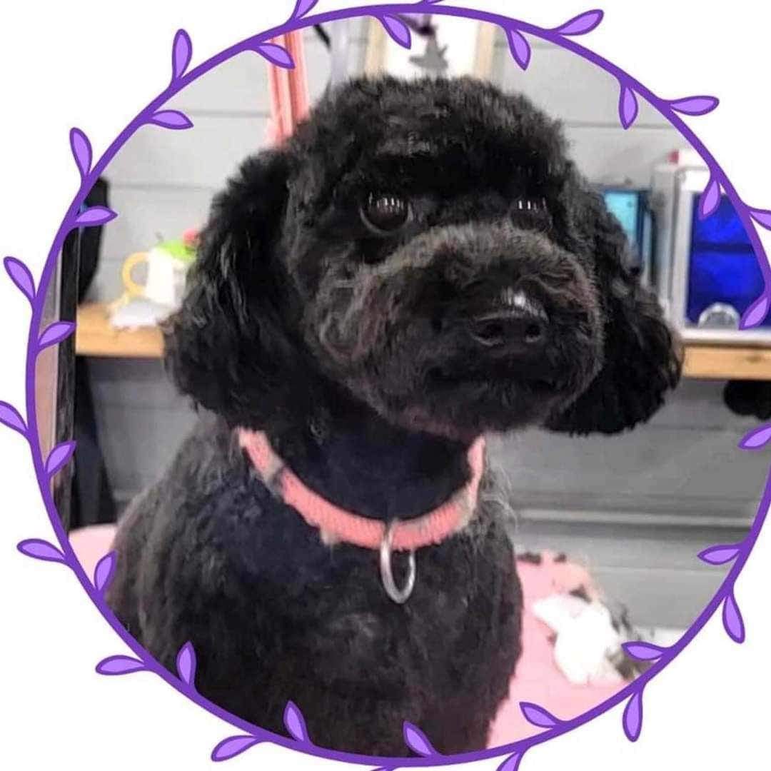 MissingPetsGB's tweet photo. #stolendoghour Is on until 9pm 🙏

Please share &amp; help find dogs like DARCY who has been missing for 2 years today.

Originally missing from #Kettering area #NN15 

Darcy is a support dog for a boy with downs syndrome.

Have you seen Darcy? https://t.co/77MaSfBDYC