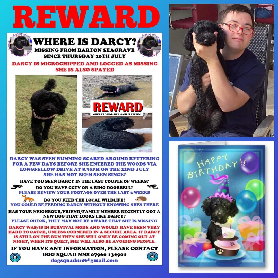 MissingPetsGB's tweet photo. #stolendoghour Is on until 9pm 🙏

Please share &amp; help find dogs like DARCY who has been missing for 2 years today.

Originally missing from #Kettering area #NN15 

Darcy is a support dog for a boy with downs syndrome.

Have you seen Darcy? https://t.co/77MaSfBDYC