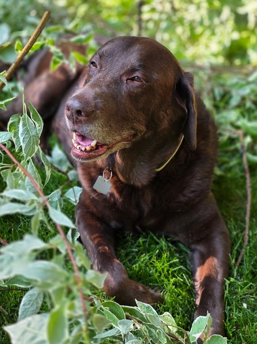 #OPP Sunday morning smile and safety tip with #LazyLucy!  Taking a paws to enjoy the outdoors like Lucy? Stay alert and aware of your surroundings. If YOU see suspicious behaviour in your community, please contact police. Have a great day! #WROPP ^es