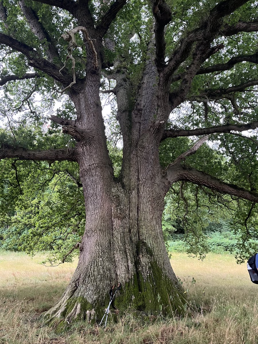 SimonLeney's tweet image. #Treeoftheaday #WyeValleyWalk phase 2 Clock Mills Herefordshire