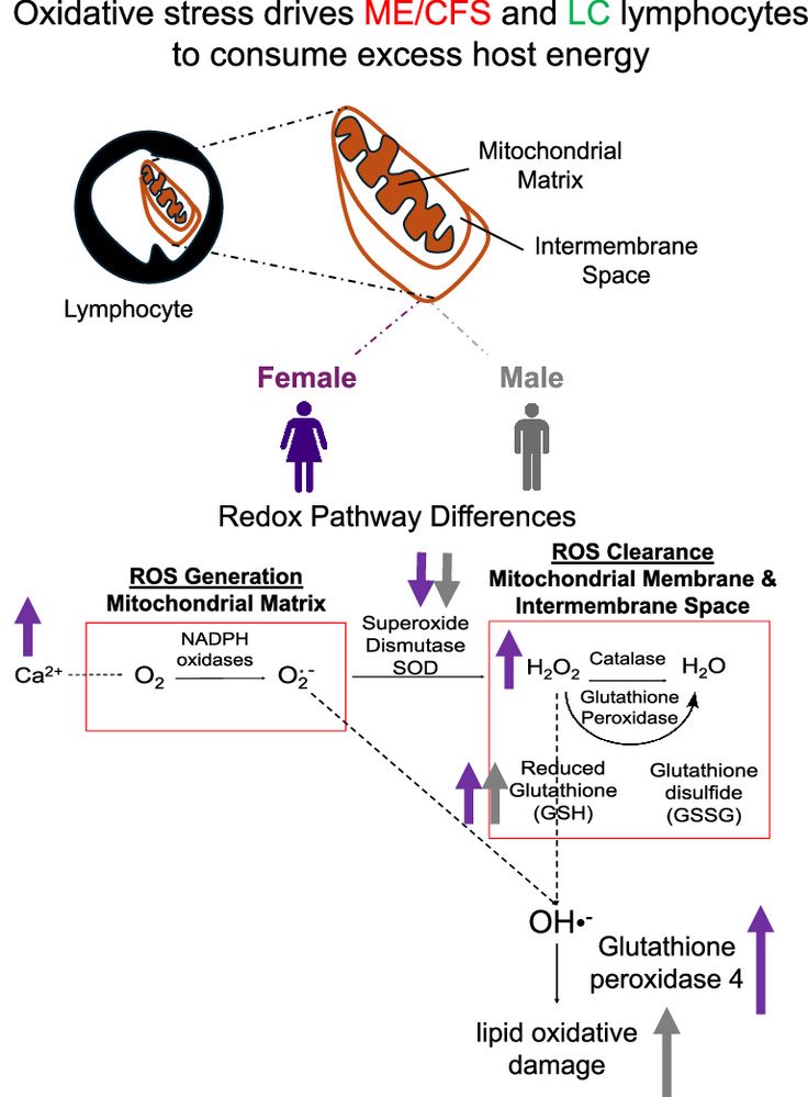 An exceptional study from Stanford found that lymphocytes from ME/CFS &amp; #LongCOVID patients show elevated oxidative stress, disrupted redox balance, and mitochondrial damage. 

These abnormalities lead to excess energy use by immune cells, which may contribute to severe fatigue