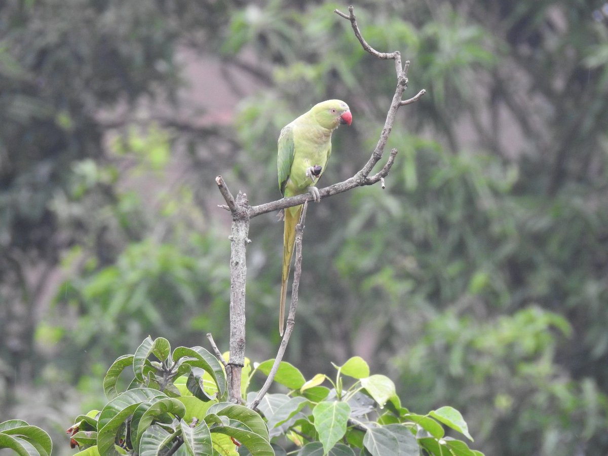 dibarijit's tweet image. Balcony birding-A parakeet landed, I ran for my old camera—click. Then came barbets, sunbirds, sparks of joy in motion. No perfect lens, just a curious heart and quiet wonder.
Especially now, when the world feels loud and heavy, such fleeting moments feel like anchors of peace.