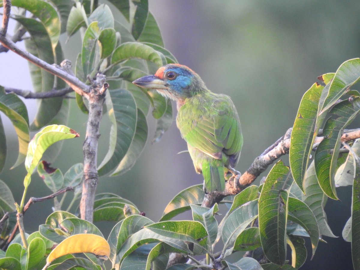 dibarijit's tweet image. Balcony birding-A parakeet landed, I ran for my old camera—click. Then came barbets, sunbirds, sparks of joy in motion. No perfect lens, just a curious heart and quiet wonder.
Especially now, when the world feels loud and heavy, such fleeting moments feel like anchors of peace.