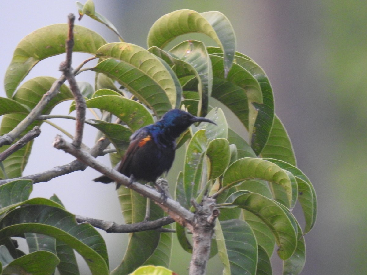 dibarijit's tweet image. Balcony birding-A parakeet landed, I ran for my old camera—click. Then came barbets, sunbirds, sparks of joy in motion. No perfect lens, just a curious heart and quiet wonder.
Especially now, when the world feels loud and heavy, such fleeting moments feel like anchors of peace.