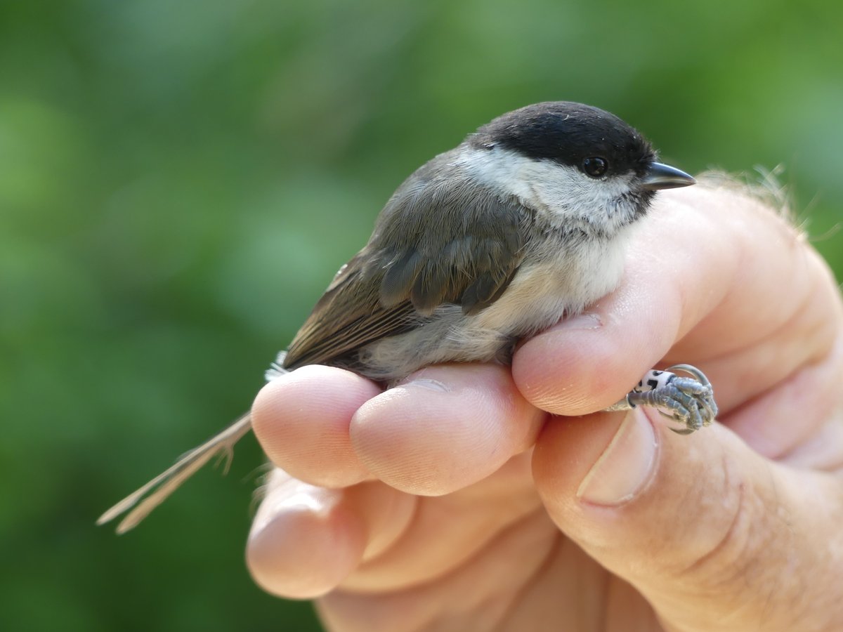 BirdIceni's tweet image. Belated - monitoring at Sculthorpe Moor on the 17th resulted in 63 birds, quite a few Tits about plus
Barn Owl - 1
Blackcap - 3
Chiffchaff - 12
Grasshopper Warbler - 1
Kingfisher - 1
Marsh Tit - 3
Reed Warbler - 6
Sedge Warbler - 4
Whitethroat - 1
@_BTO @sculthorpemoor @wvbs1