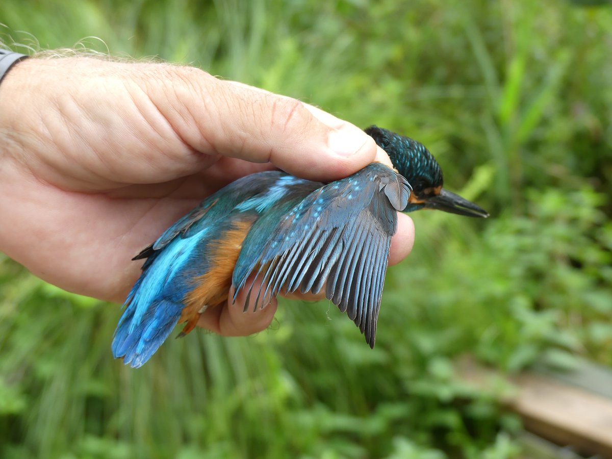 BirdIceni's tweet image. Belated - monitoring at Sculthorpe Moor on the 17th resulted in 63 birds, quite a few Tits about plus
Barn Owl - 1
Blackcap - 3
Chiffchaff - 12
Grasshopper Warbler - 1
Kingfisher - 1
Marsh Tit - 3
Reed Warbler - 6
Sedge Warbler - 4
Whitethroat - 1
@_BTO @sculthorpemoor @wvbs1