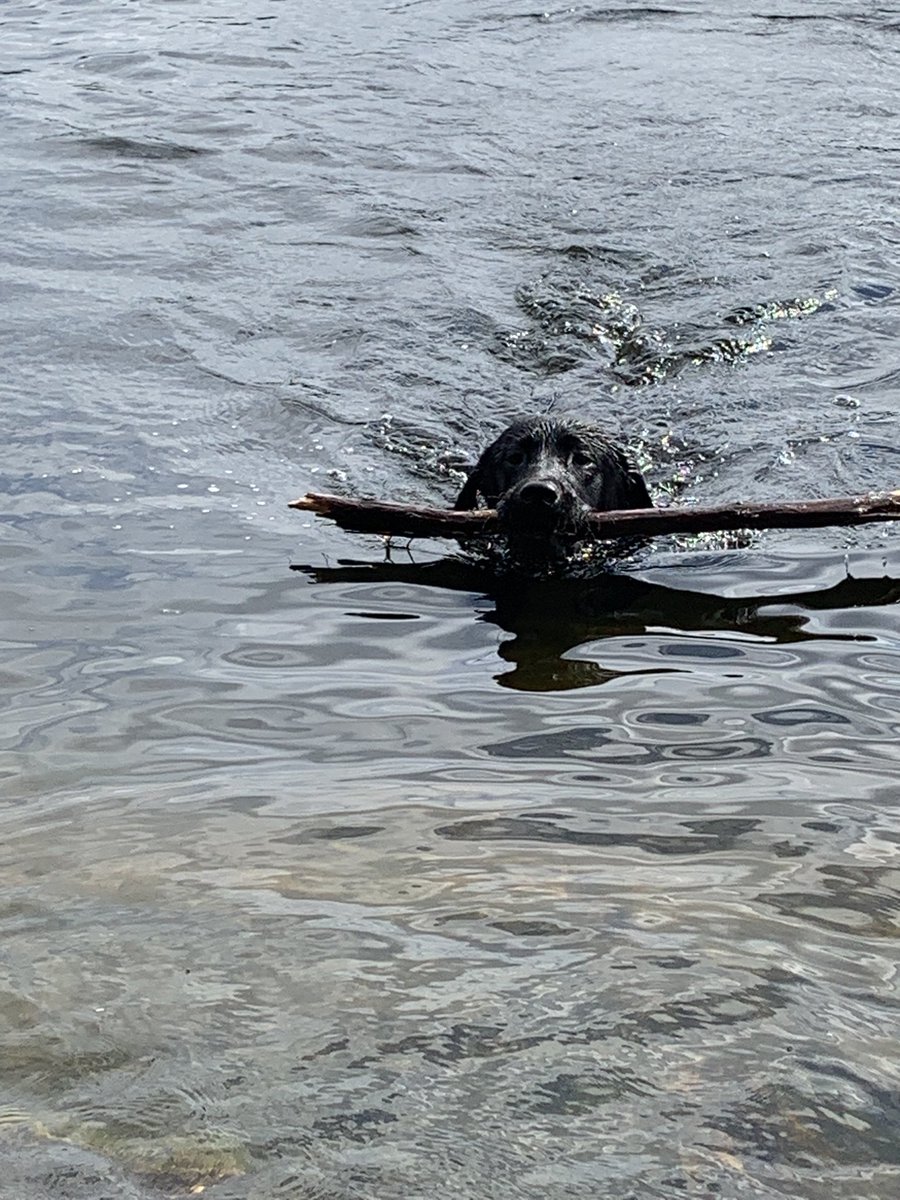 Martha insisted that Puck do the work this morning. #PuckAndMartha